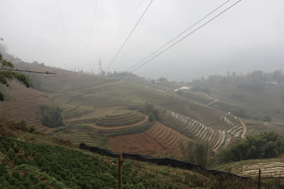 Risaie avvolte nella nebbia